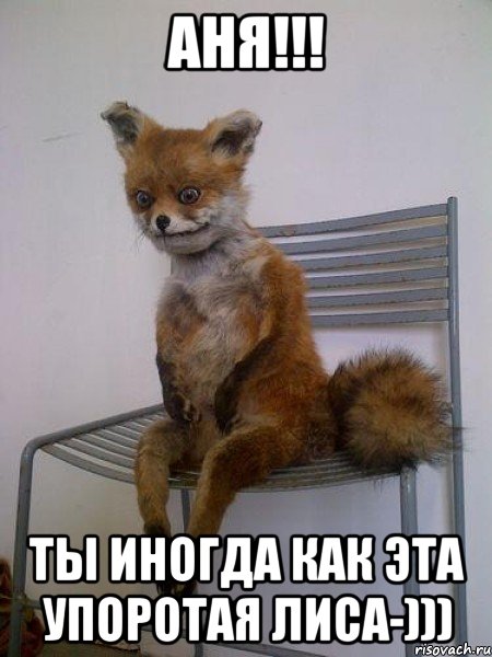 аня!!! ты иногда как эта упоротая лиса-))), Мем Упоротая лиса