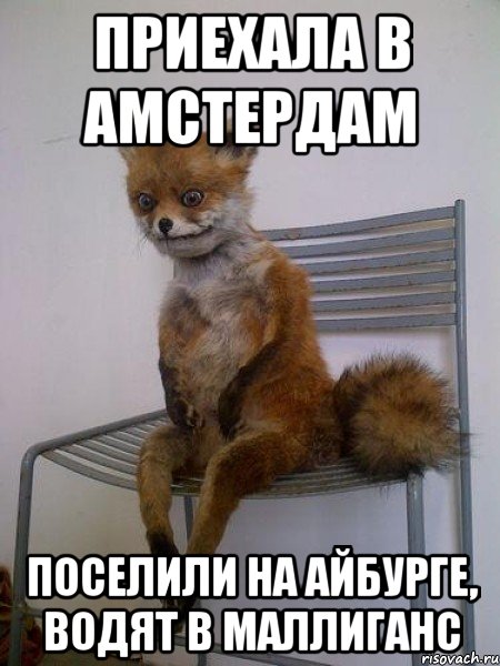 приехала в амстердам поселили на айбурге, водят в маллиганс, Мем Упоротая лиса