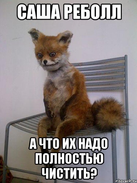 саша реболл а что их надо полностью чистить?, Мем Упоротая лиса
