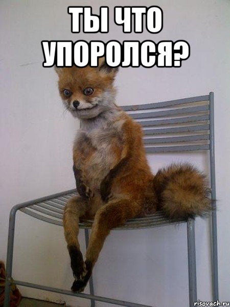 ты что упоролся? , Мем Упоротая лиса
