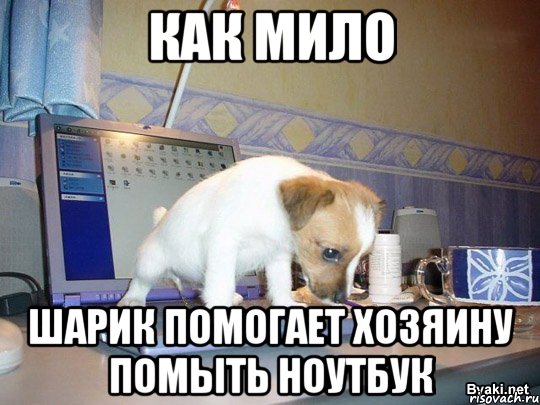 как мило шарик помогает хозяину помыть ноутбук, Мем ы