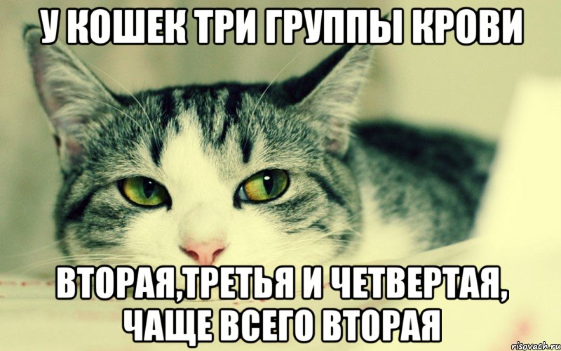 у кошек три группы крови вторая,третья и четвертая, чаще всего вторая, Мем ыппывпавп