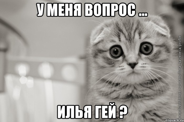 у меня вопрос ... илья гей ?, Мем А я Люблю Алису