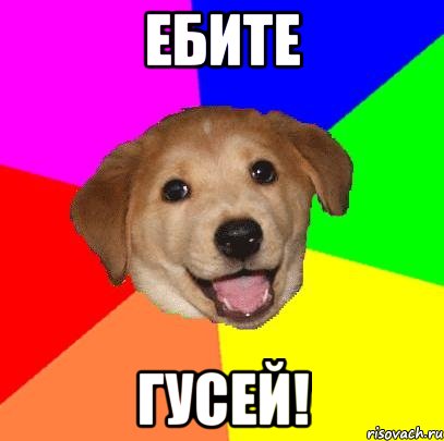 ебите гусей!, Мем Advice Dog