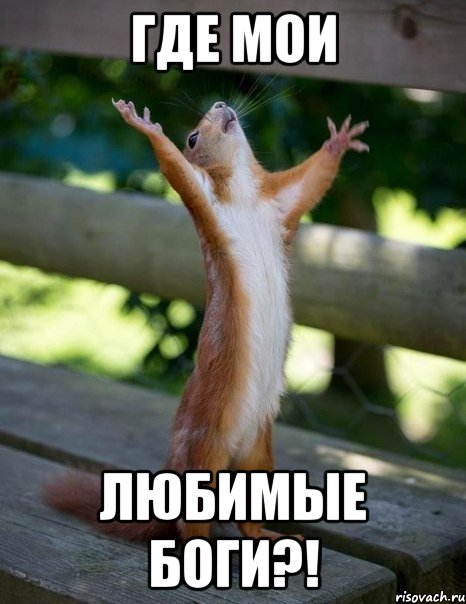 где мои любимые боги?!, Мем    белка молится