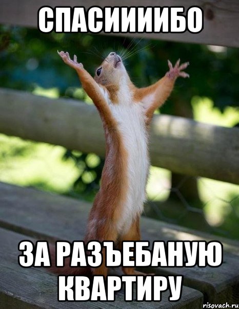 спасиииибо за разъебаную квартиру, Мем    белка молится