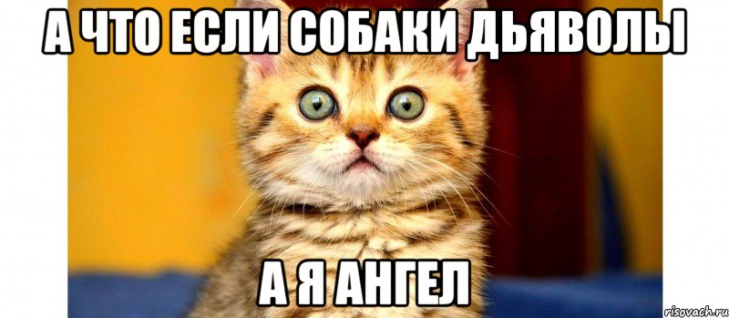 а что если собаки дьяволы а я ангел, Мем ч