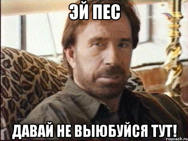 эй пес давай не выюбуйся тут!