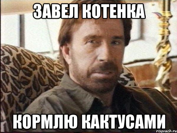 завел котенка кормлю кактусами, Мем чак норрис
