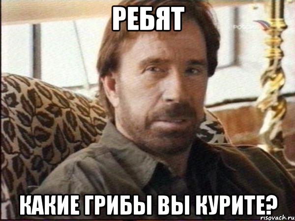 ребят какие грибы вы курите?