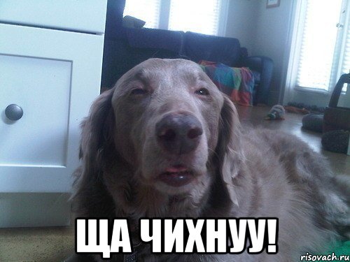  ща чихнуу!, Мем ща чихну