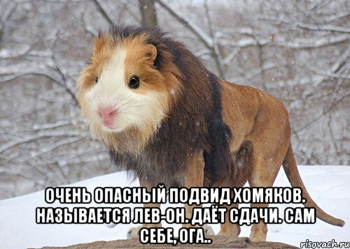  очень опасный подвид хомяков. называется лев-он. даёт сдачи. сам себе, ога.., Мем Даю сдачи