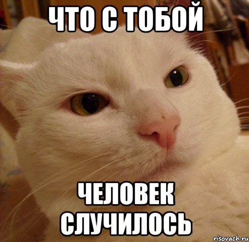 что с тобой человек случилось, Мем Дерзкий котэ
