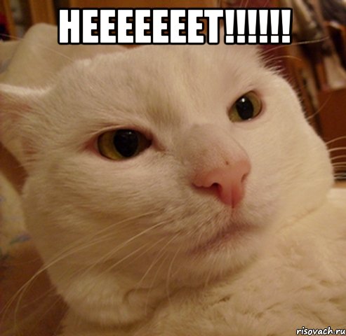 нееееееет!!! , Мем Дерзкий котэ