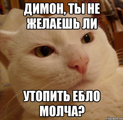 димон, ты не желаешь ли утопить ебло молча?, Мем Дерзкий котэ
