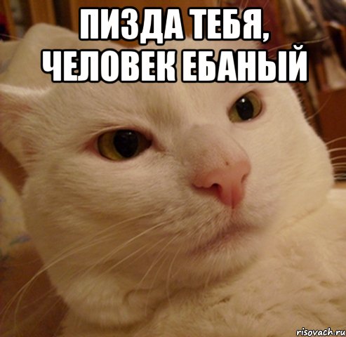 пизда тебя, человек ебаный , Мем Дерзкий котэ