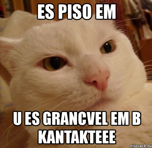 es piso em u es grancvel em b kantakteee, Мем Дерзкий котэ