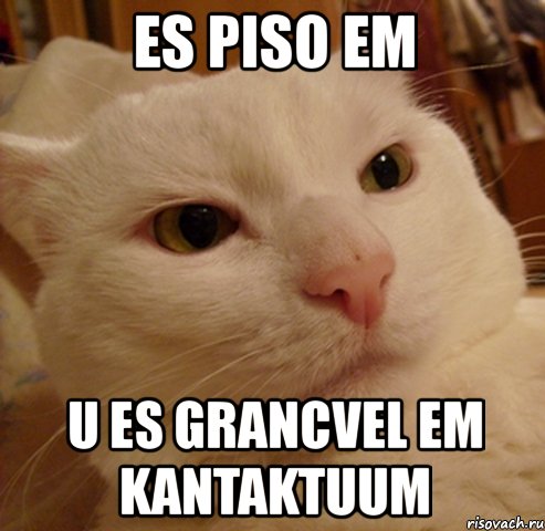 es piso em u es grancvel em kantaktuum, Мем Дерзкий котэ