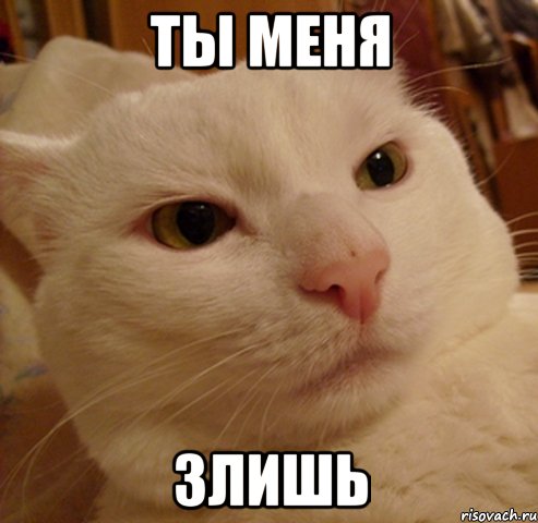 ты меня злишь, Мем Дерзкий котэ