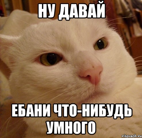 ну давай ебани что-нибудь умного, Мем Дерзкий котэ