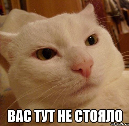  вас тут не стояло, Мем Дерзкий котэ
