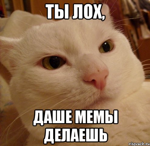 ты лох, даше мемы делаешь, Мем Дерзкий котэ