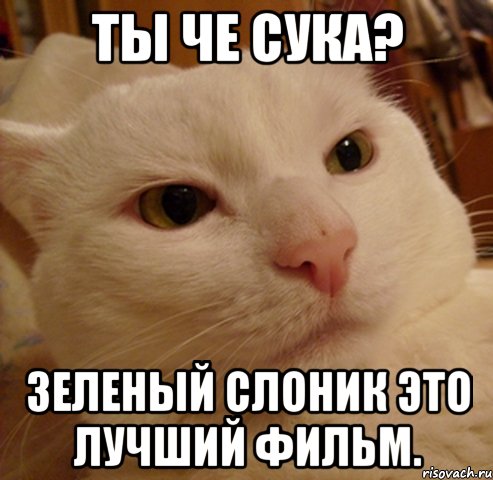 ты че сука? зеленый слоник это лучший фильм., Мем Дерзкий котэ