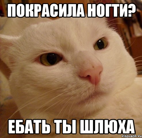 покрасила ногти? ебать ты шлюха, Мем Дерзкий котэ