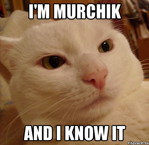 i'm murchik and i know it, Мем Дерзкий котэ