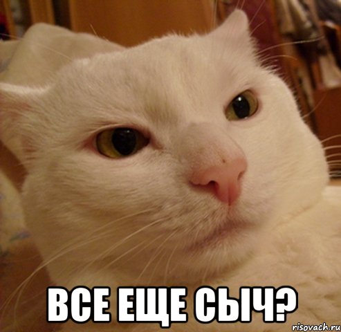  все еще сыч?, Мем Дерзкий котэ