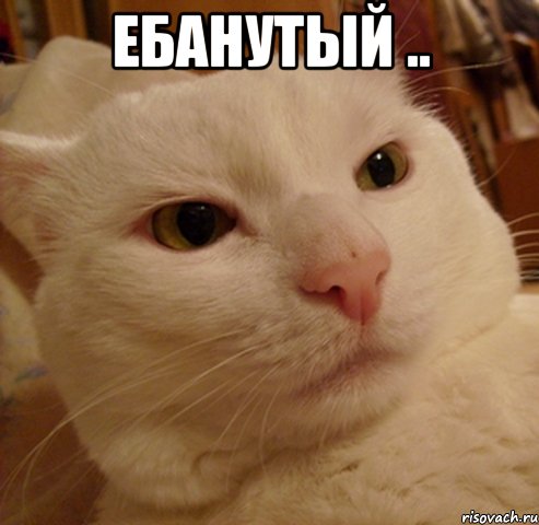 ебанутый .. , Мем Дерзкий котэ