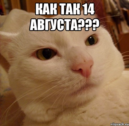 как так 14 августа??? , Мем Дерзкий котэ