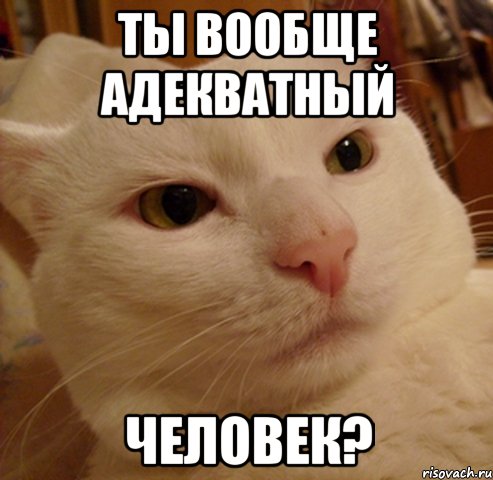 ты вообще адекватный человек?, Мем Дерзкий котэ