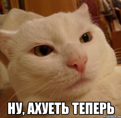  ну, ахуеть теперь, Мем Дерзкий котэ