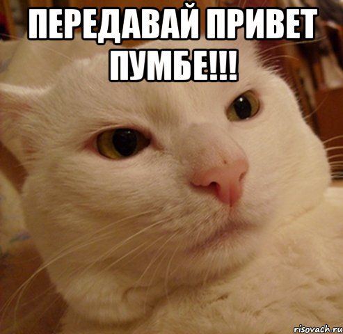 передавай привет пумбе!!! 