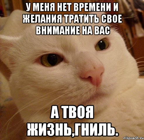 у меня нет времени и желания тратить свое внимание на вас а твоя жизнь,гниль., Мем Дерзкий котэ