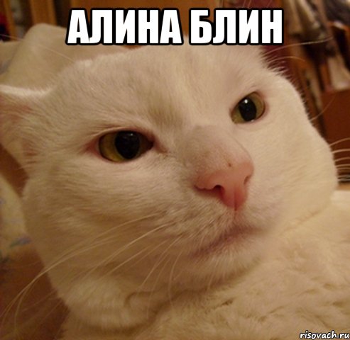 алина блин , Мем Дерзкий котэ