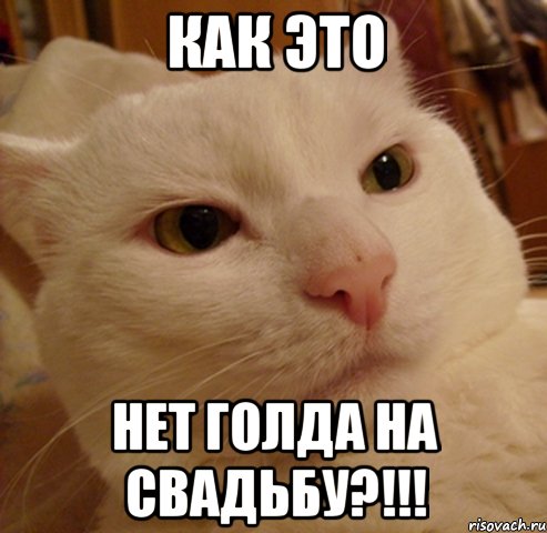 как это нет голда на свадьбу?!!!, Мем Дерзкий котэ