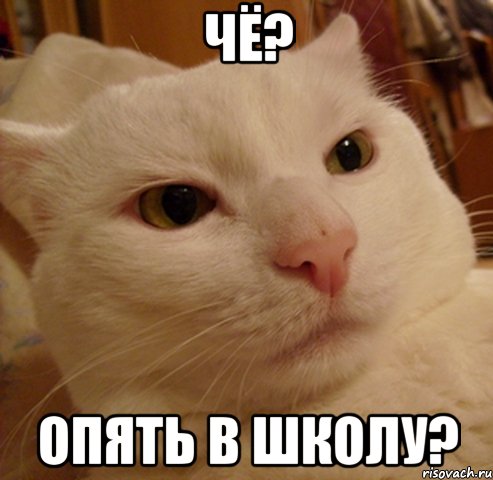 чё? опять в школу?, Мем Дерзкий котэ