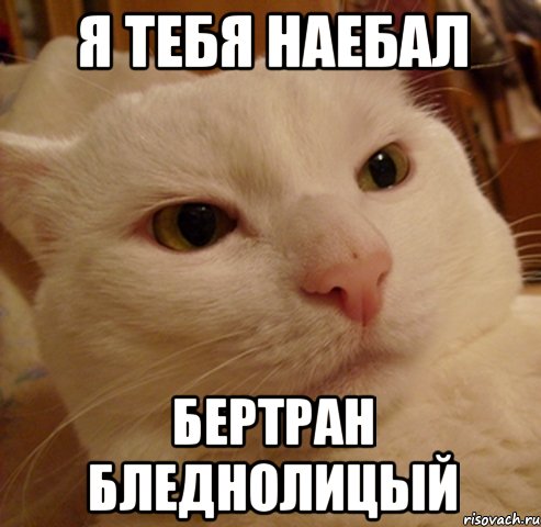 я тебя наебал бертран бледнолицый, Мем Дерзкий котэ