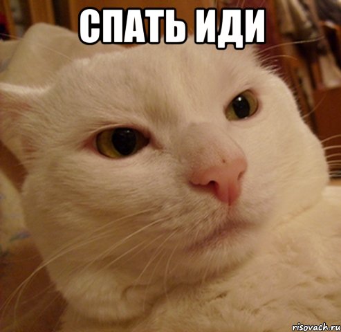 спать иди , Мем Дерзкий котэ
