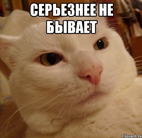 серьезнее не бывает , Мем Дерзкий котэ