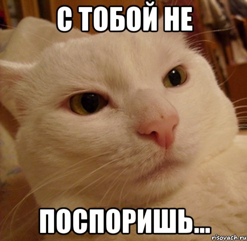 с тобой не поспоришь..., Мем Дерзкий котэ