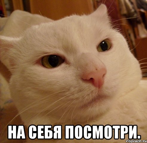  на себя посмотри., Мем Дерзкий котэ