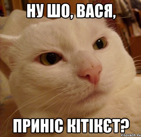 ну шо, вася, приніс кітікєт?, Мем Дерзкий котэ