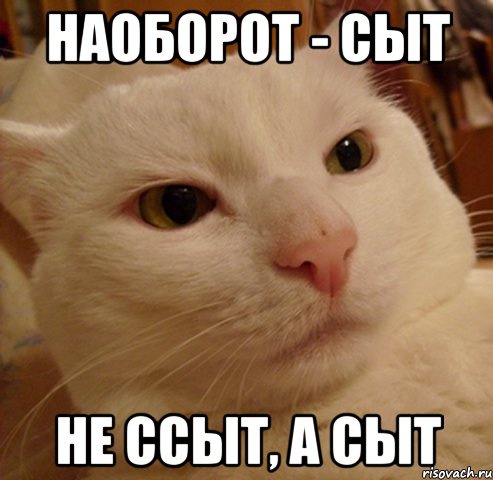 наоборот - сыт не ссыт, а сыт, Мем Дерзкий котэ
