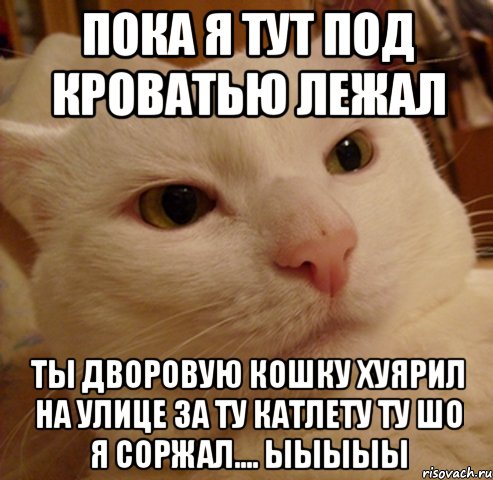 пока я тут под кроватью лежал ты дворовую кошку хуярил на улице за ту катлету ту шо я соржал.... ыыыыы, Мем Дерзкий котэ
