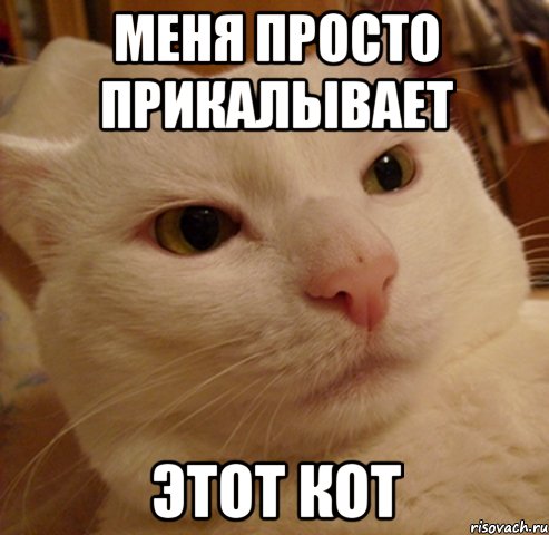 меня просто прикалывает этот кот, Мем Дерзкий котэ