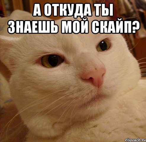 а откуда ты знаешь мой скайп? , Мем Дерзкий котэ