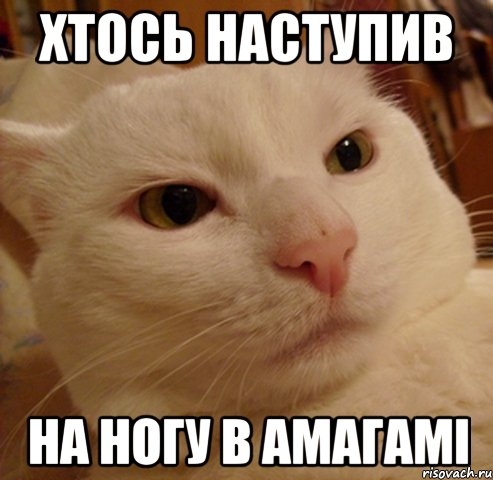 хтось наступив на ногу в амагамі, Мем Дерзкий котэ
